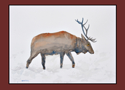 Elk WC