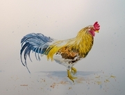 Rooster 1